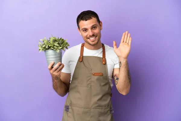 Braziliaanse Tuinman Houdt Een Plant Geïsoleerde Paarse Achtergrond Salueren Met — Stockfoto