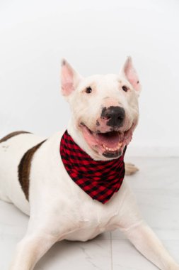 Tecrit edilmiş arka planda genç bir teriyer köpeği.