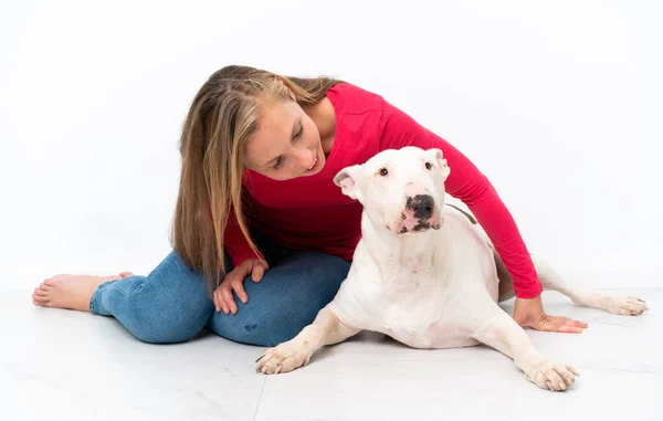 Jovem Touro Terrier Cão Sobre Isolado Fundo — Fotografia de Stock