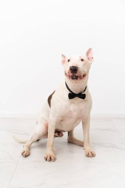 Tecrit edilmiş arka planda genç bir teriyer köpeği.