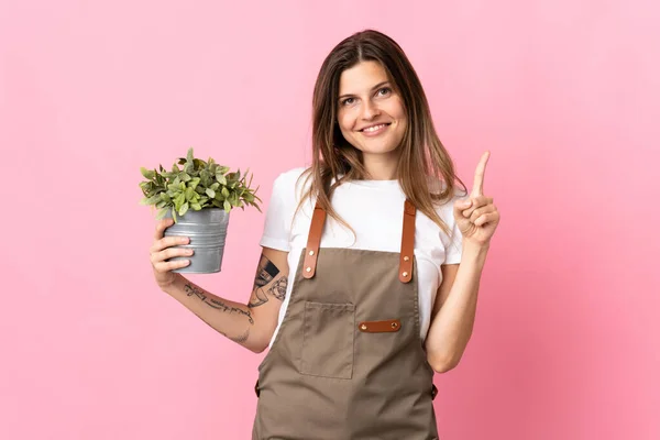 Mujer Jardinero Sosteniendo Una Planta Aislada Sobre Fondo Rosa Mostrando — Foto de Stock