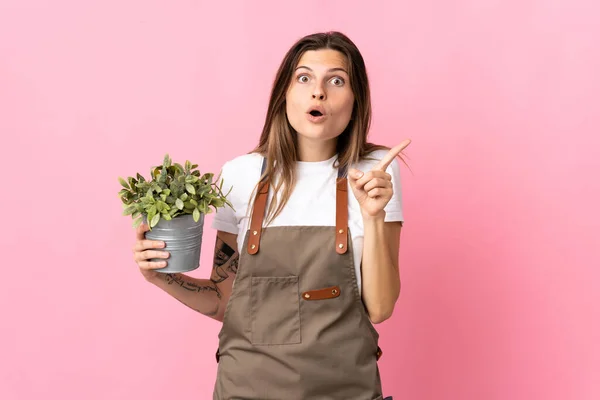Tuinman Vrouw Houden Van Een Plant Geïsoleerd Roze Achtergrond Van — Stockfoto