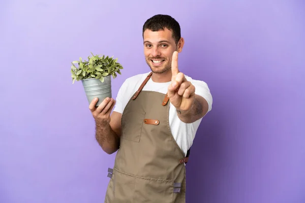 브라질 남자가 자주색 식물을 손가락을 — 스톡 사진