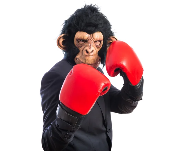Πίθηκος άνδρας με γάντια του μποξ — Φωτογραφία Αρχείου