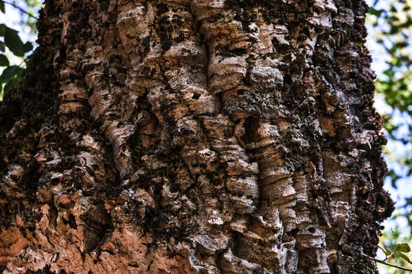 Närbild Quercus Suber Korkträ Sardinien Italien — Stockfoto