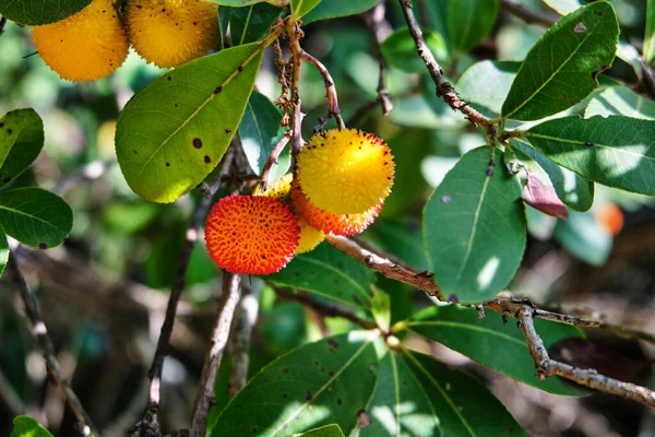 Arbutus Unedo 'ya yakın, İtalya' nın Sardunya ormanındaki çilek ağacı meyveleri.