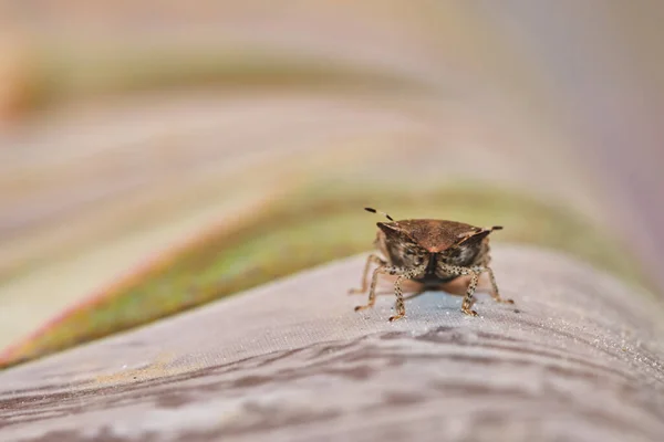 Asiático Fedor Bug Alienígena Perigoso Inseto Praga Invasiva — Fotografia de Stock