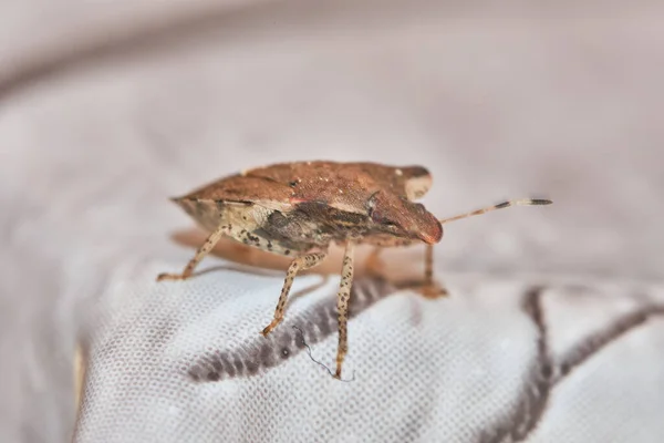 Asyalı pis kokulu böcek, uzaylı tehlikeli böcek istilası