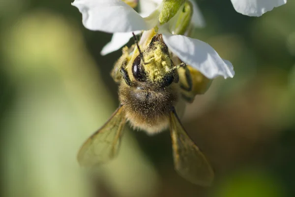 Bi och blomma — Stockfoto