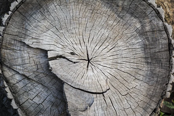 Bagagliaio e anelli di legno — Foto Stock