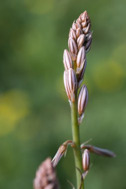 Doğal bahar çiçek