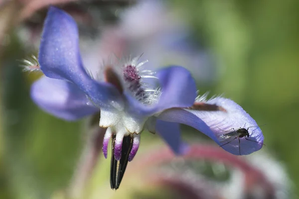 Natuurlijke voorjaar bloem — Stockfoto