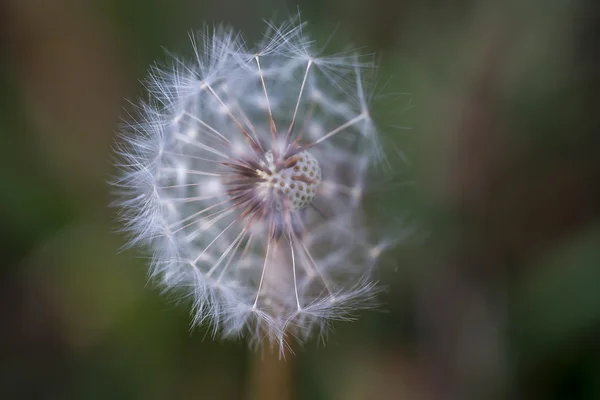 Natural spring flower — Stock Photo, Image