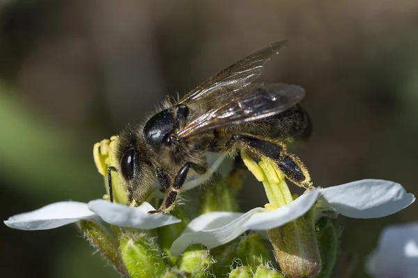 Hermosa abeja y flor — Foto de Stock