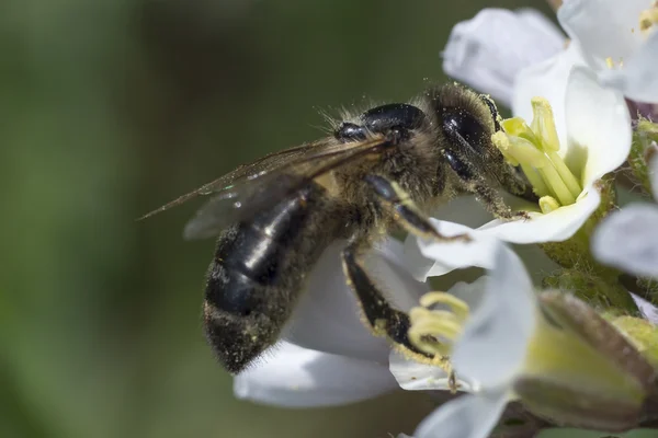 Abeja sentada en flor — Foto de Stock