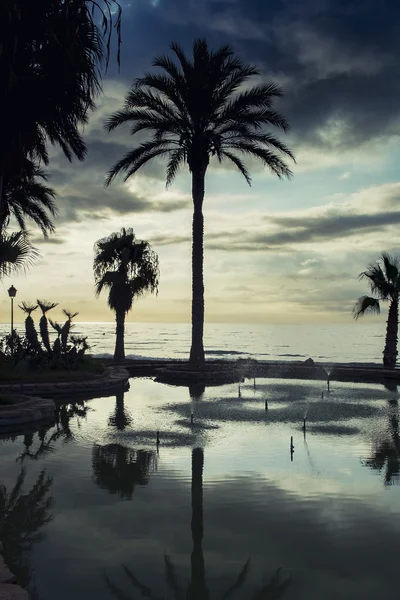 Palmeras en la playa — Foto de Stock