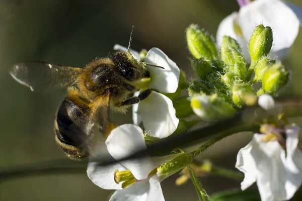 Pszczoła Zbieranie nektaru i kwiat — Zdjęcie stockowe