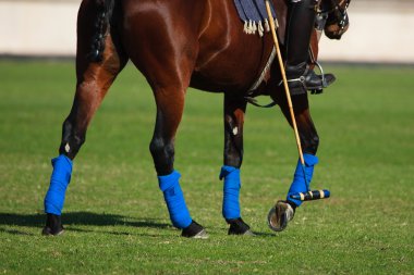 Polo Sport