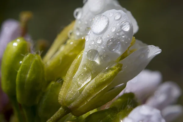 Flower and water drop — Stock Photo, Image