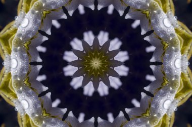 Natrual bahar çiçek