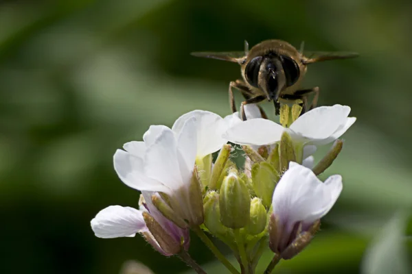 Bee och blommor på våren — Stockfoto