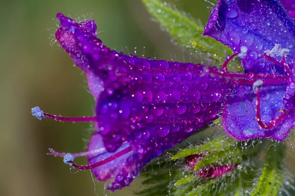 Flor y gotas de agua — Foto de Stock