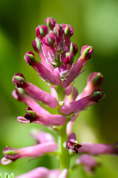 Voorjaar bloem close-up — Stockfoto