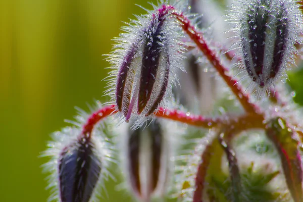 Borago officinalis flores — Foto de Stock