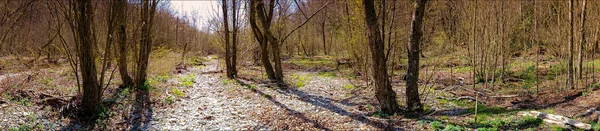 Панорамный лес в парке — стоковое фото