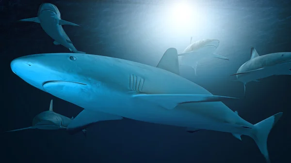 Requins sous-marins et lumière — Photo