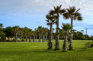 Palmiye ağaçları ile tropikal peyzaj