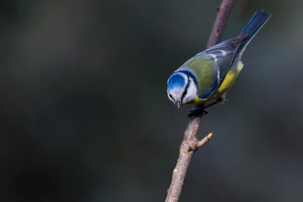 Pájaro. Herrerillo en español. Cyanistes caeruleus —  Fotos de Stock