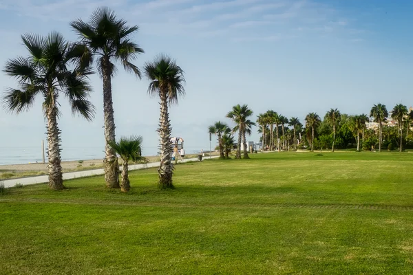 Playa con palmeras en un día soleado — Foto de Stock