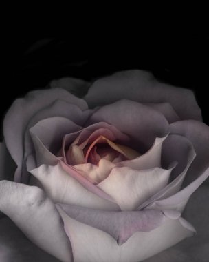 Güzel gül romantik makro fotoğraf. Kapalı çiçek başı tam çiçeklenme halinde. Bahar şablonu samimi arkaplan.