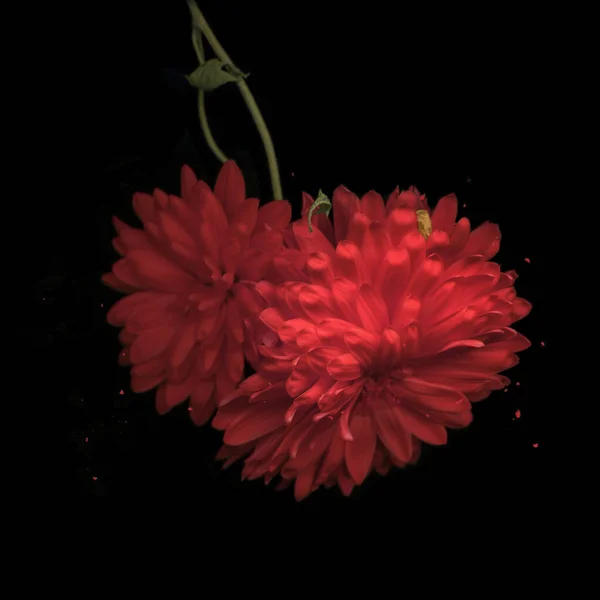 Güzel Pembe Kasımpatı, Çiçekler Kapalı Duvar Kağıdı, Doğa Makro Fotoğraf Stoku, Kara Arkaplan