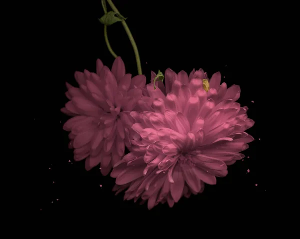 Güzel Pembe Kasımpatı, Çiçekler Kapalı Duvar Kağıdı, Doğa Makro Fotoğraf Stoku, Kara Arkaplan