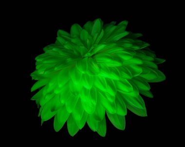 Güzel Kasımpatı, Yeşil Çiçekler Kapatın Duvar Kağıdı, Fantastik Doğa Makro Fotoğraf Arkaplanı