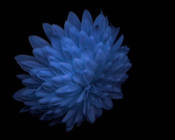 Chrysanthemum, Красивый синий цветок крупным планом обои, Фантастическая природа Макро Фото.