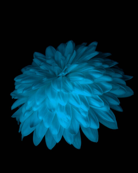 Chrysanthemum, Красивый синий цветок крупным планом обои, Фантастическая природа Макро Фото.