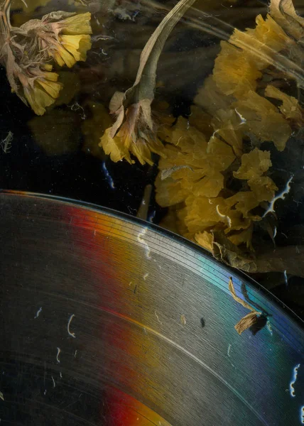 Vinil plak müziğindeki kuru çiçek yakın plan. Gece için hüzünlü bir melodi. Yağmurlu ruh hali eski müzik görüntüsü. Nostalji müzik deseni. Vinil plaka. Klasik stilize fotoğraf.