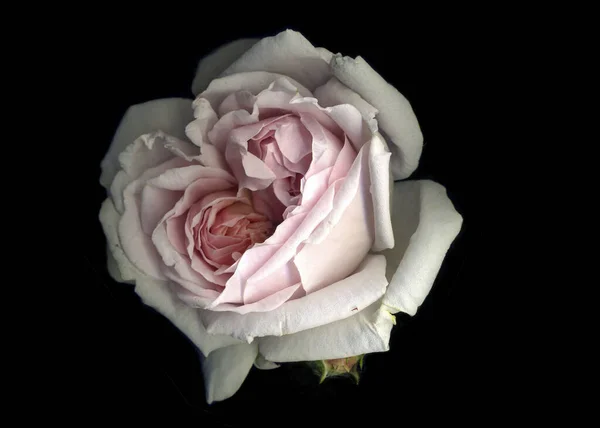 Beautiful White Rose, Pink Rose, Wedding Flowers, Close Up, Macro Photo Stock, Black Background