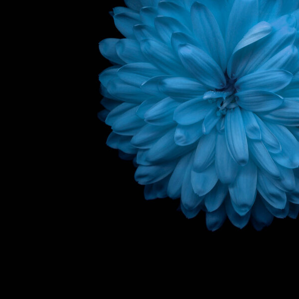 Chrysanthemum, Красивый синий цветок крупным планом обои, Фантастическая природа Макро Фото.