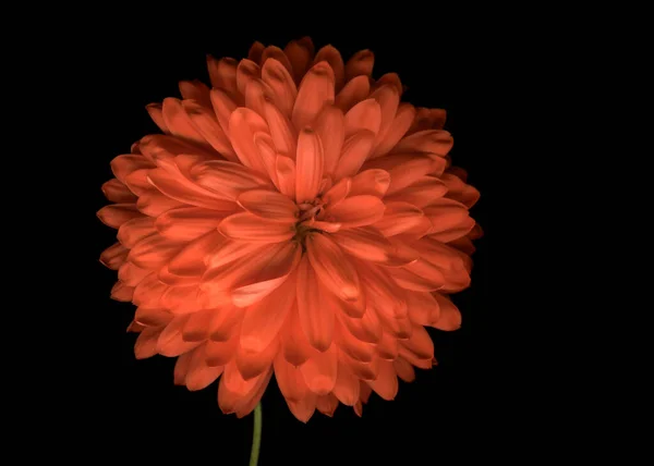 Güzel Kasımpatı, Çiçekler Duvar Kağıdını Kapat, Fantastik Doğa Makro Fotoğraf Arkaplanı