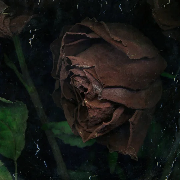 Dark Wted Beautiful Rose Dirty Glass Surface Okno Dešťové Kapky — Stock fotografie