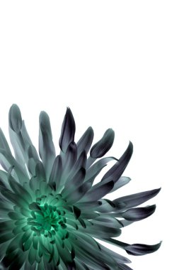 Beyaz arka planda izole edilmiş fütürist sihirli çiçek süslemesi. Modern çiçek, yakın plan fotoğraf. Egzotik görünümlü bitki örtüsü.. 