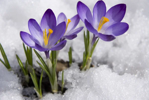 Krokussen in sneeuw — Stockfoto