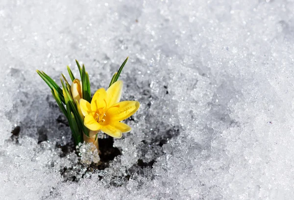 Gele krokus in de sneeuw — Stockfoto