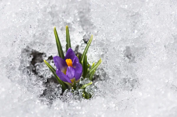 Paarse crocus — Stockfoto