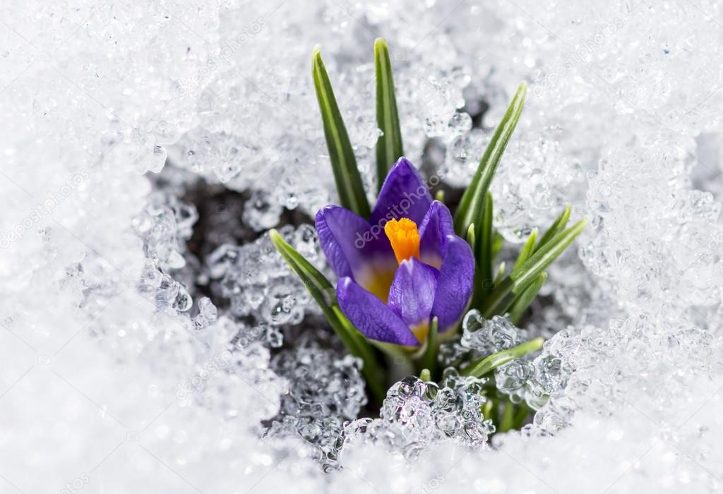 purple crocus with snow