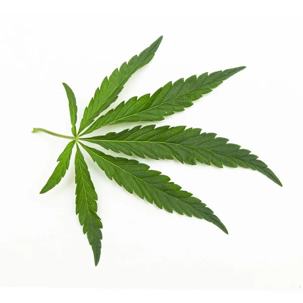 Groen Blad Marihuana Een Witte Achtergrond Drugshennep Isolaat Stockafbeelding